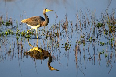 Üç renkli balıkçıl balığının zarafetini yakala, Egretta. Huzurlu bir sulak arazide zarifçe yürüyor. Görüntü, yumuşak ışığın altında seyrek bitki örtüsüyle çevrili sakin su yüzeyine karşı kuşun zarif şeklini güzel bir şekilde yansıtıyor.