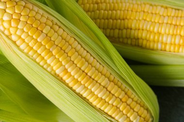 A closeup of two fresh ears of corn, partially covered by their vibrant green husks, showcasing the rows of yellow kernels.