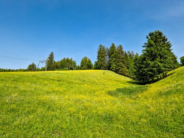 Kara Orman, Almanya 'da Todtnauberg' in Manzaralı Yeşil Tepeler, Alp Çayırları ve Huzurlu Dağ Manzarası