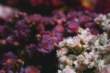 Renkli Bahar Çayırı Tam Çiçekli Yaban Çiçekleri Mükemmel Güneşli Bir Günün Sıcaklığı Altında