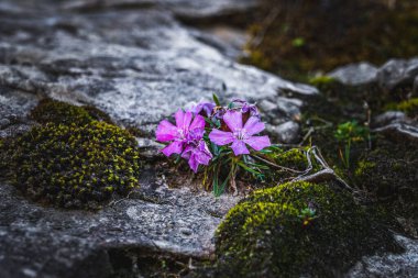 Renkli Bahar Çayırı Tam Çiçekli Yaban Çiçekleri Mükemmel Güneşli Bir Günün Sıcaklığı Altında