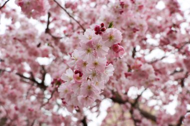 Beyaz arka planda kiraz çiçeği, yakın plan. Yüksek kalite fotoğraf
