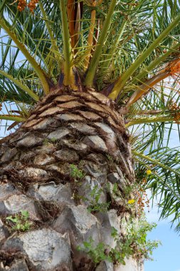 Palmiye ağacında sarı hurmalar. Alt manzara. dikey fotoğraf