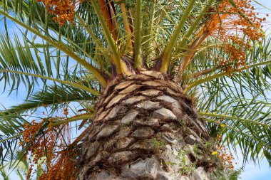 Palmiye ağacında sarı hurmalar. alt görünüm