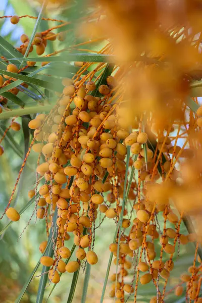 Palmiye ağacında sarı hurmalar. Alt manzara. dikey fotoğraf