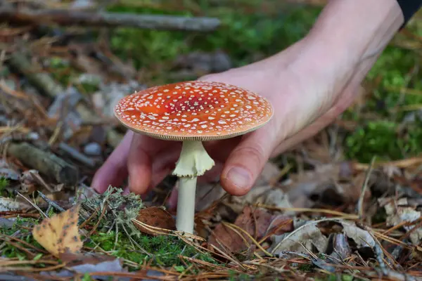 Eller zehirli sineksi mantara uzanıyor. Yüksek kalite fotoğraf