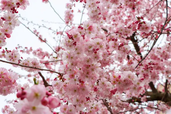 Beyaz arka planda kiraz çiçeği, yakın plan. Yüksek kalite fotoğraf