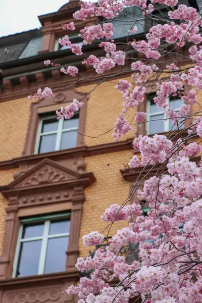 Kiraz çiçekleri, arka planda bulanık ev cephesi. Yüksek kalite fotoğraf
