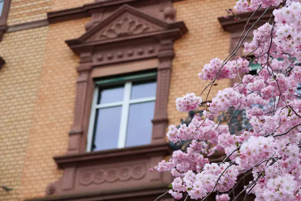 Kiraz çiçekleri, arka planda bulanık ev cephesi. Yüksek kalite fotoğraf