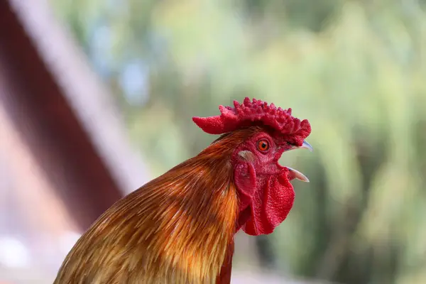 Bir horoza yaklaş. Horoz ötüyor. Yüksek kalite fotoğraf