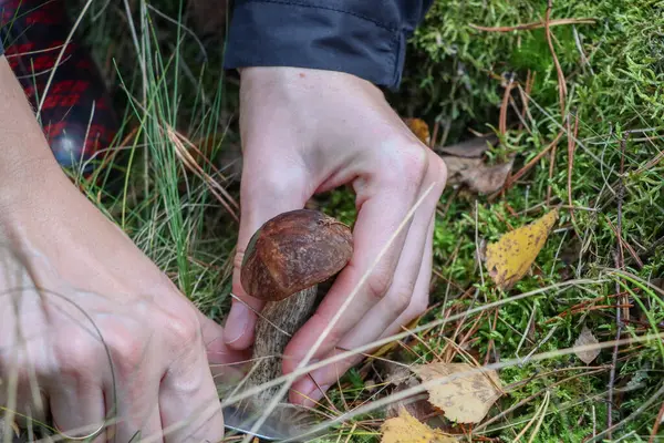 Sonbahar ormanındaki bir açıklıkta mantarlar. Ormanda mantar ararken. Mantar toplama. Yüksek kalite fotoğraf