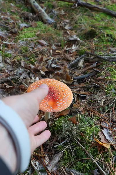 Eller zehirli sineksi mantara uzanıyor. Yüksek kalite fotoğraf