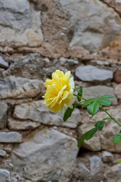 Sarı gül taştan bir duvara yaslanmış. Yüksek kalite fotoğraf