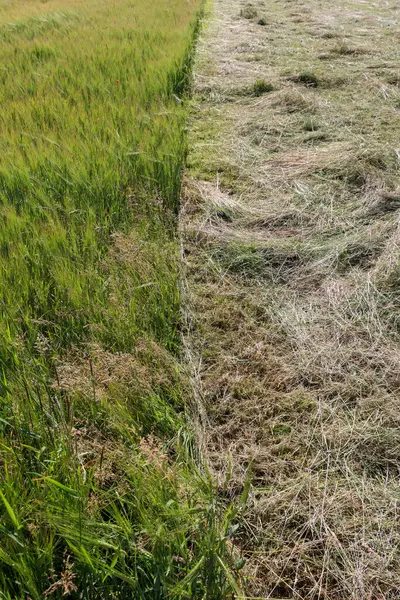 Çimleri biçilmiş bir alan. Dikey fotoğrafçılık. Yüksek kalite fotoğraf.