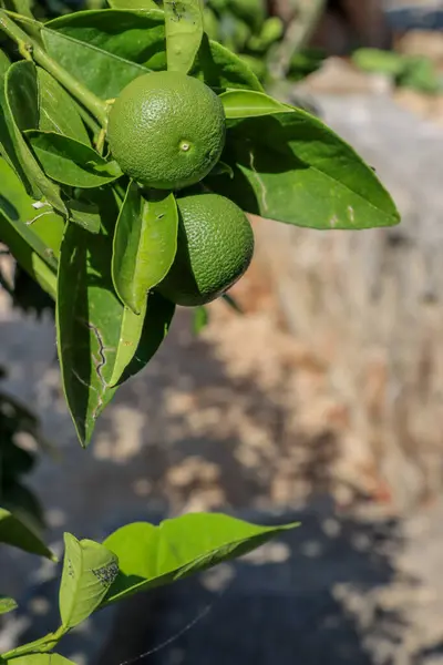 Yeşil meyveli mandalina ağacı. Citrus. Dikey fotoğraf. Yüksek kalite fotoğraf