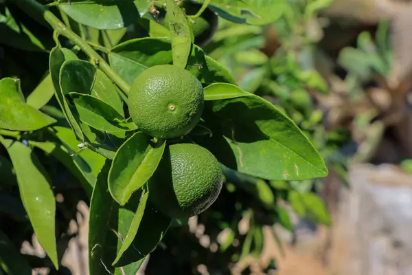 Yeşil meyveli mandalina ağacı. Citrus. Yüksek kalite fotoğraf