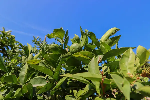 Yeşil meyveli mandalina ağacı. Citrus. Yüksek kalite fotoğraf