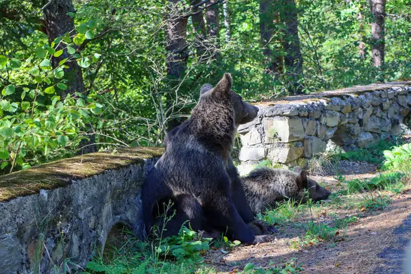 Bir kahverengi ayı ve yavrusu yolun kenarında oturuyorlar. Bu vahşi hayvanları beslemenin bir sonucu..