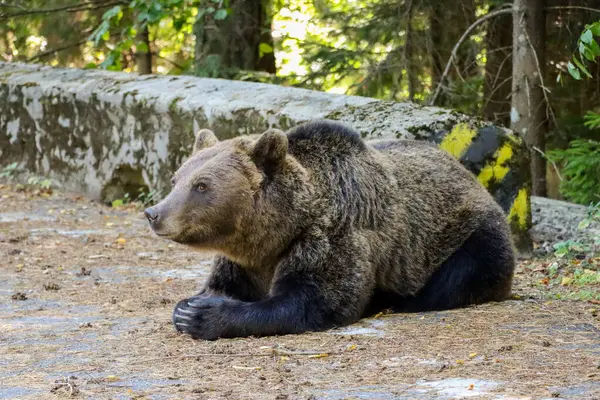 Romanya 'da yolda yatan bir ayının yakın çekimi. Yüksek kalite fotoğraf