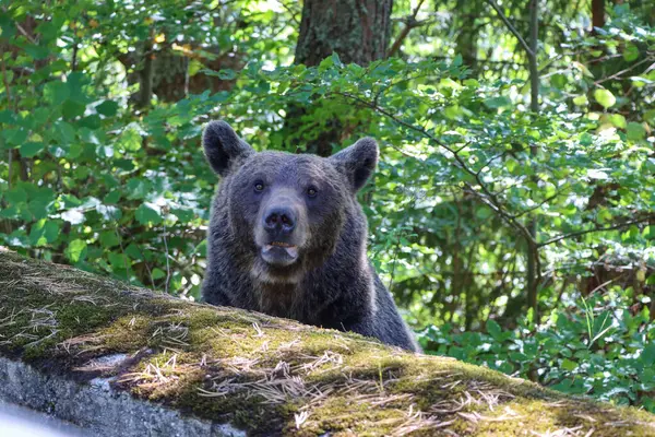 Romanya 'da bir ayının yakın çekimi. Yüksek kalite fotoğraf