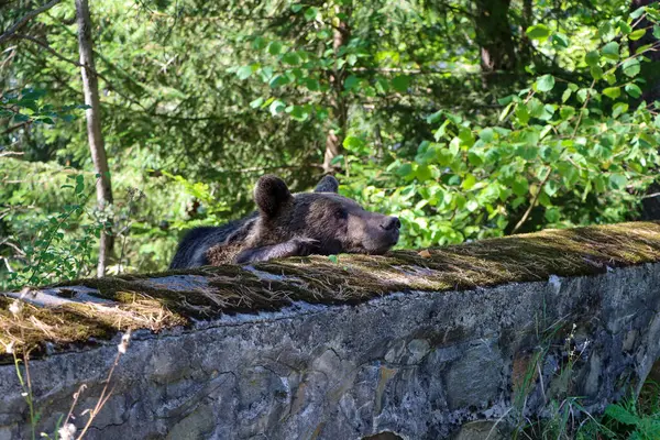 Romanya 'da bir ayının yakın çekimi. Yüksek kalite fotoğraf