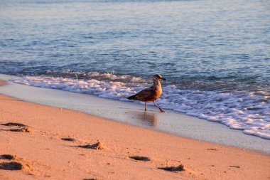 Günbatımı kumsalında yalnız bir kuş