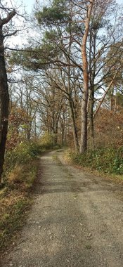 Güneşli bir sonbahar gününde orman yolunda yürümek. Temiz havada hareketli bir eğlence. Sonbaharın sonlarında karışık bir ormanın resimsel doğası. Doğal ışıkta dikey çekim