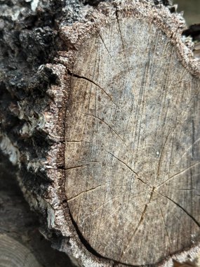 Ağaç gövdesi halkalarının yakın çekimi doğal büyüme kalıbını ve dokusunu gösteriyor. Zamanın, doğanın ve sürdürülebilirliğin sembolü, arka planlar, ekolojik tasarım ve bilimsel kavramlar için ideal.