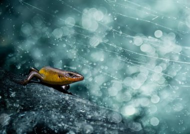 Teal Bokeh ve Örümcek Ağı ile Rock 'taki Altın Skink Kertenkelesi