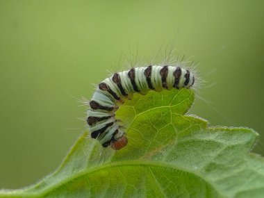Yeşil bir yaprağın üzerindeki siyah beyaz çizgili tırtılın yakın çekimi.