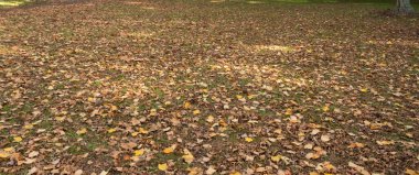 Matte Boyama için çim fotoğrafı