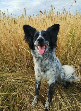 Buğday tarlasında oturmuş, dili dışarıda kameraya bakan mutlu siyah beyaz köpek. Kırsal kesimde aydınlık bir yaz günü. Neşe, özgürlük, kırsal yaşam ve doğanın tadını çıkaran evcil hayvanlar kavramı.