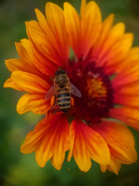 Turuncu Rudbeckia çiçek makrosu, güzel bir portakal çiçeğinin üzerindeki bir arı