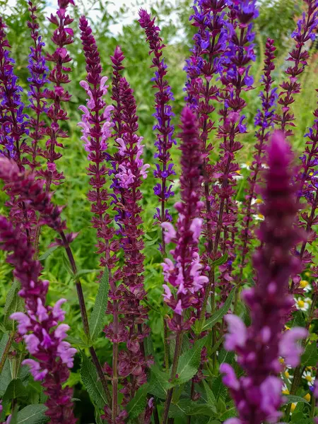 Salvia nemorosa, Balkan Sage, güzel pembe çiçekler