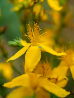 St. John 's Wort, hypericum perforatum çiçek makrosu.