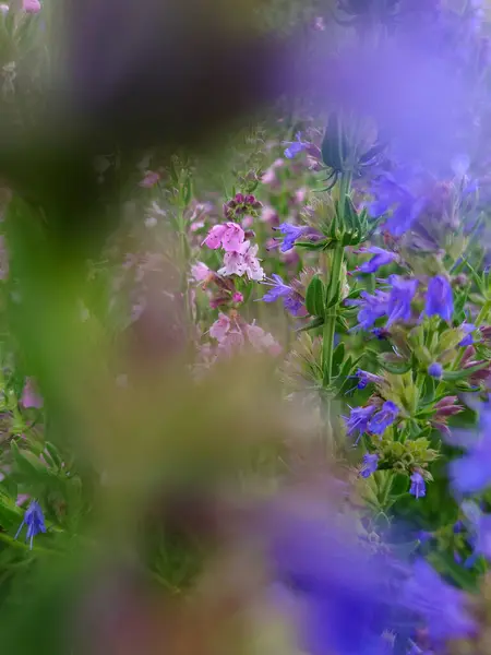 Hyssopus officinalis, pembe ve mor çiçekler.
