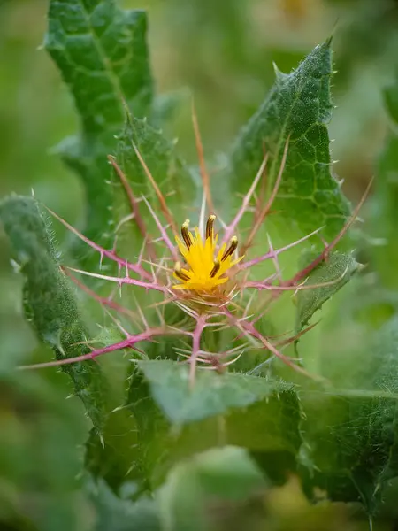 Knicus benedictus çiçeği, devedikeni, kutsanmış