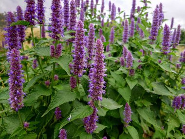Kore Nane Mor, Agastache Rugosa, şifalı bitkiler.