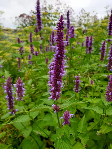 Kore Nane Mor, Agastache Rugosa, şifalı bitkiler.