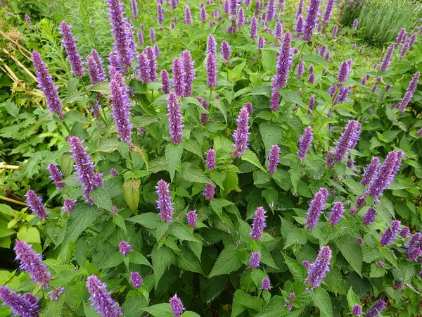 Kore Nane Mor, Agastache Rugosa, şifalı bitkiler.