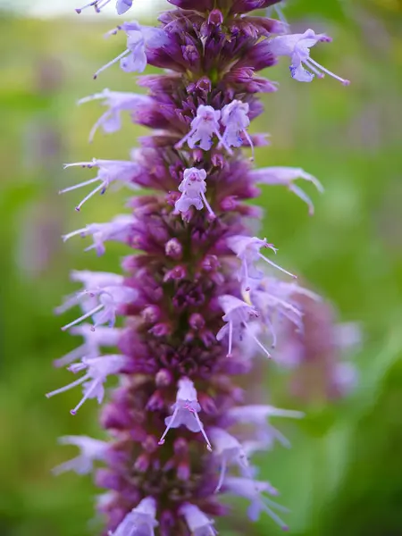 Kore nanesi mor makro, Agastache rugosa, şifalı bitkiler.