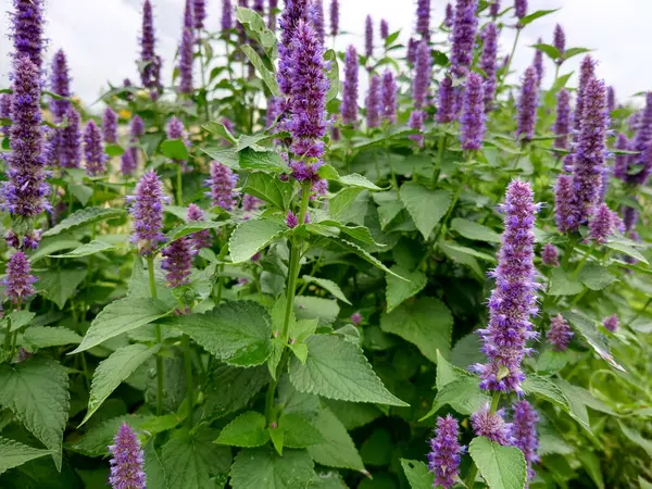 Kore Nane Mor, Agastache Rugosa, şifalı bitkiler.