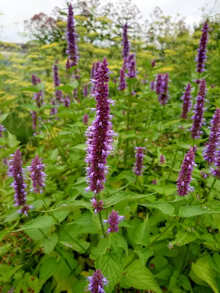 Kore Nane Mor, Agastache Rugosa, şifalı bitkiler.