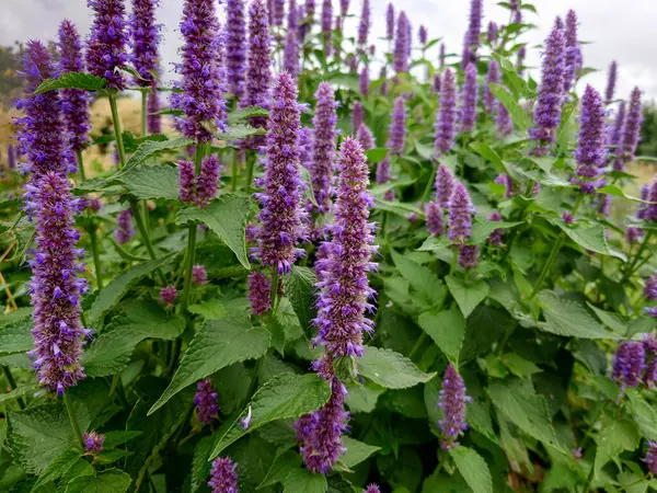 Kore Nane Mor, Agastache Rugosa, şifalı bitkiler.