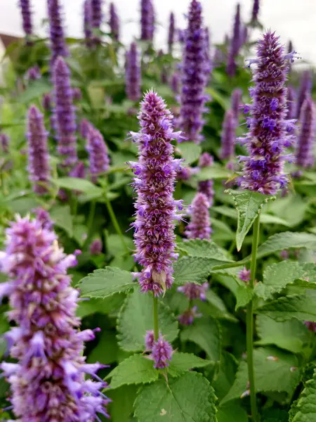 Kore Nane Mor, Agastache Rugosa, şifalı bitkiler.