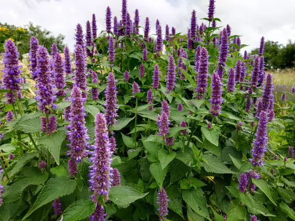 Kore Nane Mor, Agastache Rugosa, şifalı bitkiler.
