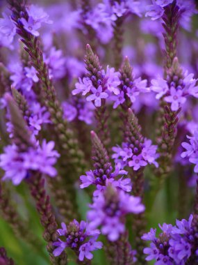 Mavi mine çiçeği, mine çiçeği, bataklık verbenası, Amerikan mine çiçeği.