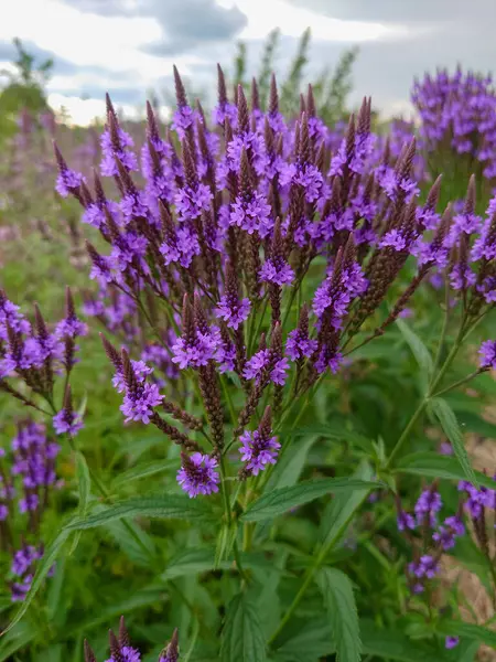 Mavi mine çiçeği, mine çiçeği, bataklık verbenası, Amerikan mine çiçeği.