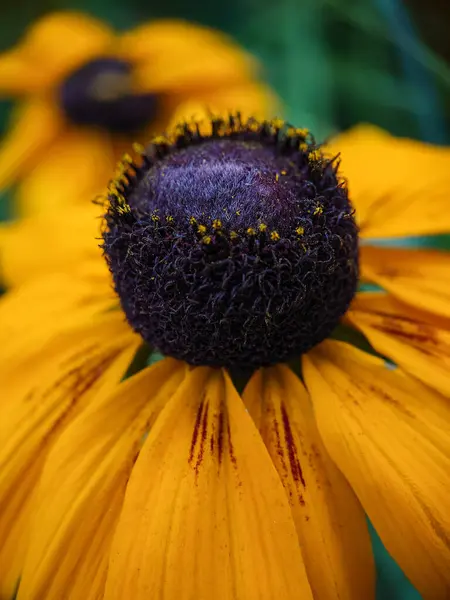 Rudbeckia hirta çiçek makro, güzel sarı çiçek yakın plan