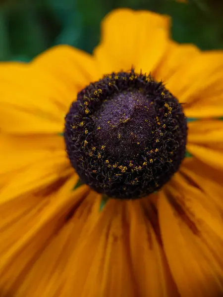 Rudbeckia hirta çiçek makro, güzel sarı çiçek yakın plan